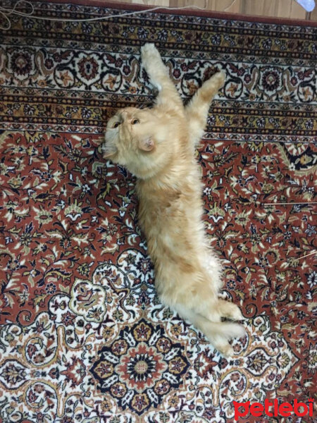 İran Kedisi (Persian), Kedi  BADEM fotoğrafı