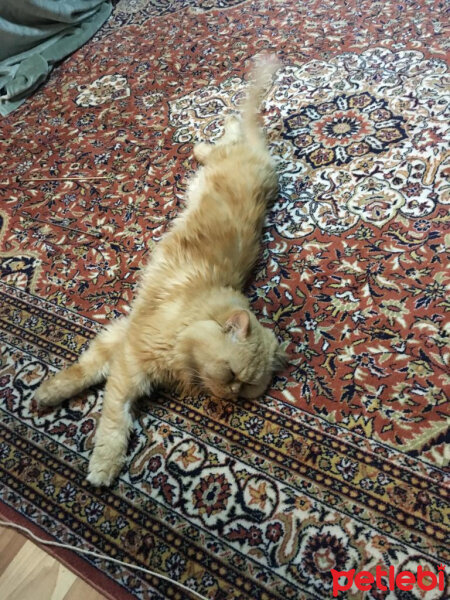 İran Kedisi (Persian), Kedi  BADEM fotoğrafı