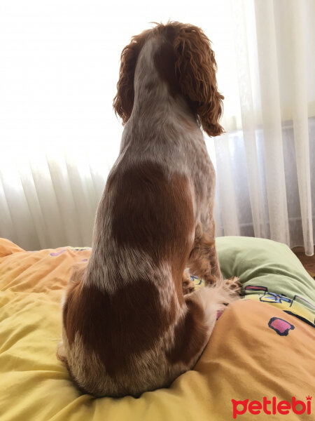 İngiliz Cocker Spaniel, Köpek  Maya fotoğrafı