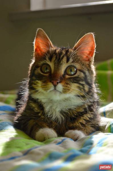Tekir Kedi, Kedi  Zeytin  fotoğrafı