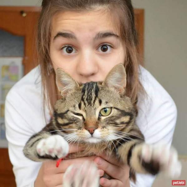 Tekir Kedi, Kedi  Zeytin  fotoğrafı