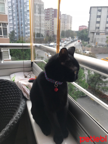Bombay, Kedi  Maya fotoğrafı