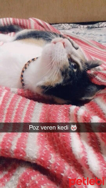 Tekir Kedi, Kedi  Aliç fotoğrafı