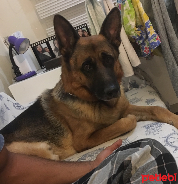 Alman Çoban Köpeği, Köpek  Undo fotoğrafı