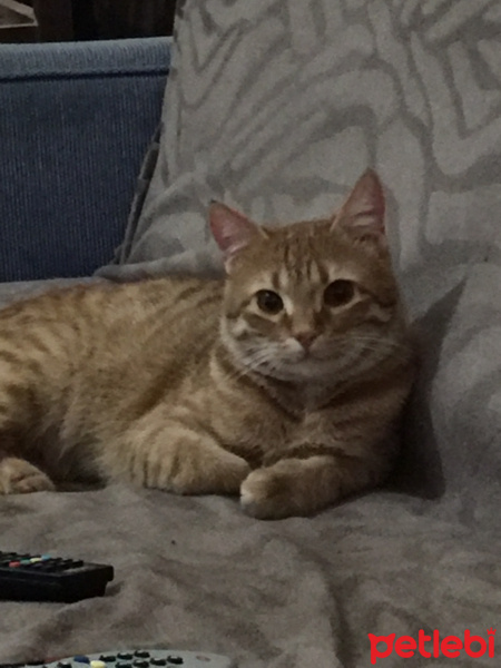 Tekir Kedi, Kedi  Kamil fotoğrafı