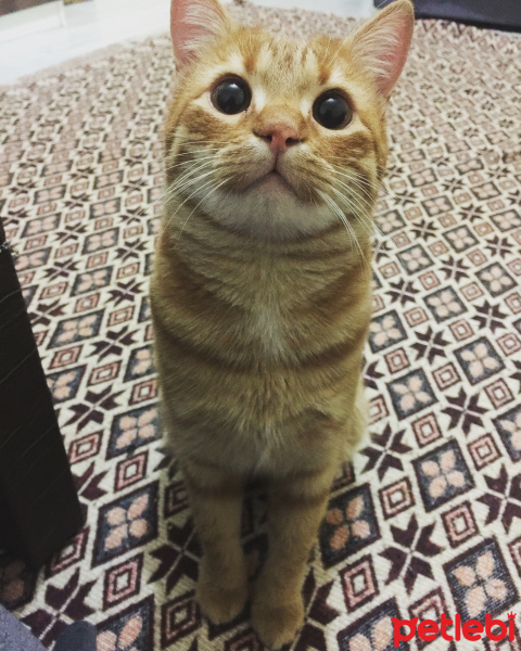 Tekir Kedi, Kedi  Kamil fotoğrafı