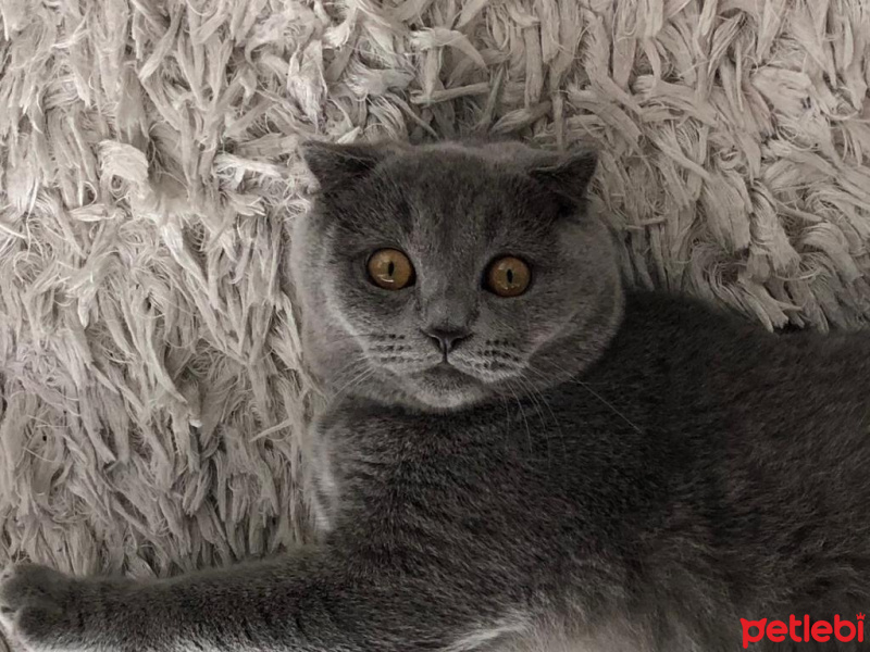 Scottish Fold, Kedi  MiA fotoğrafı