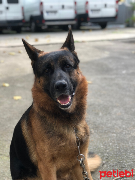 Alman Çoban Köpeği, Köpek  Zeus fotoğrafı