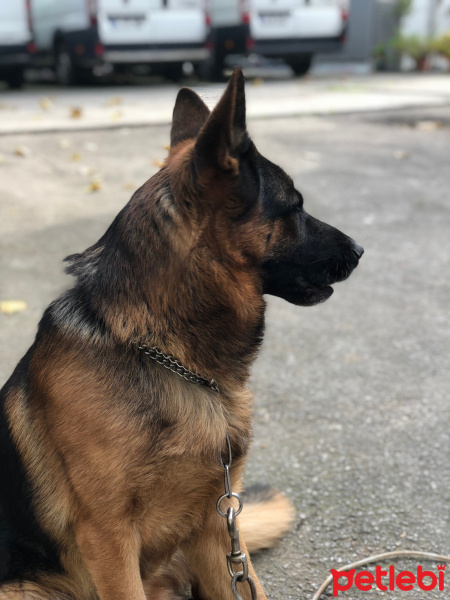 Alman Çoban Köpeği, Köpek  Zeus fotoğrafı