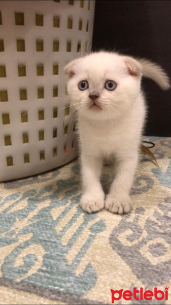 Scottish Fold, Kedi  pamuk fotoğrafı