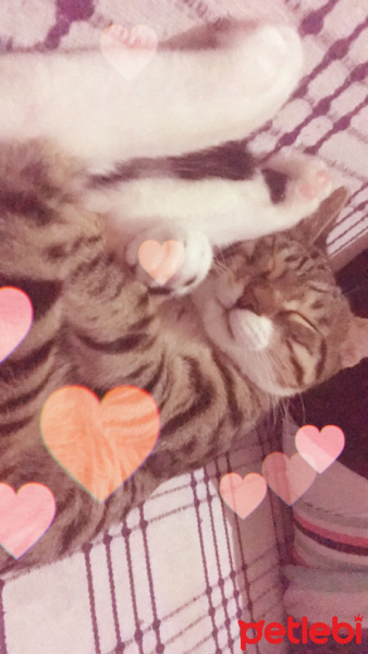Tekir Kedi, Kedi  Şakir fotoğrafı