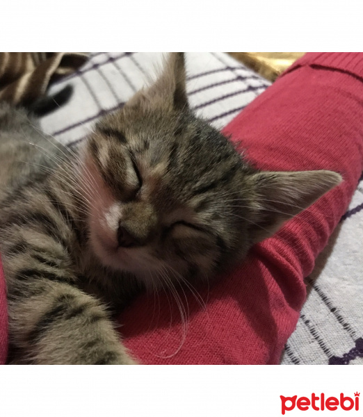 Tekir Kedi, Kedi  Şakir fotoğrafı