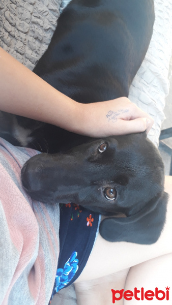 Sokö (Sokak Köpeği), Köpek  Linda fotoğrafı