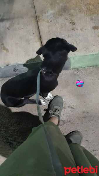 Sokö (Sokak Köpeği), Köpek  Linda fotoğrafı