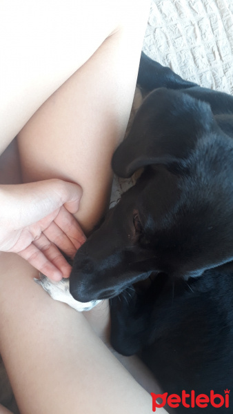 Sokö (Sokak Köpeği), Köpek  Linda fotoğrafı