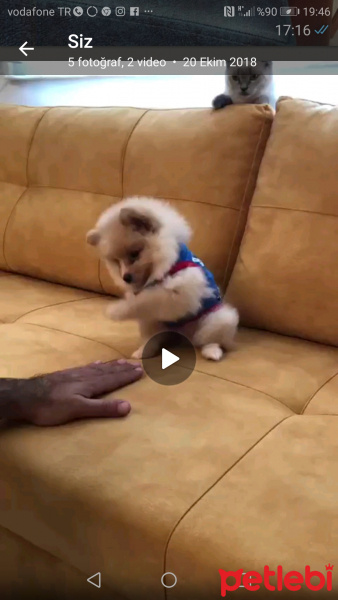 Pomeranyalı, Köpek  Bobi fotoğrafı