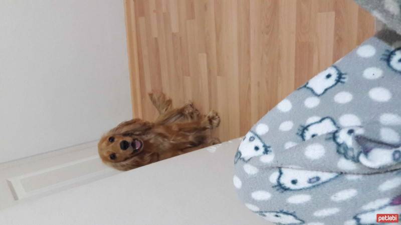 İngiliz Cocker Spaniel, Köpek  Luca fotoğrafı