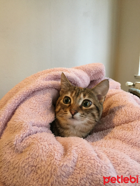 Tekir Kedi, Kedi  Pablo fotoğrafı