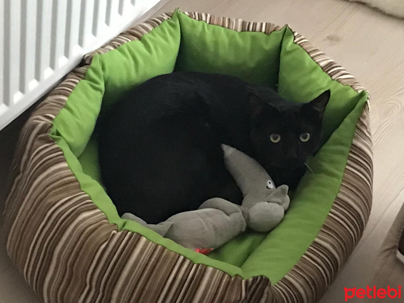 Bombay, Kedi  Böcek fotoğrafı