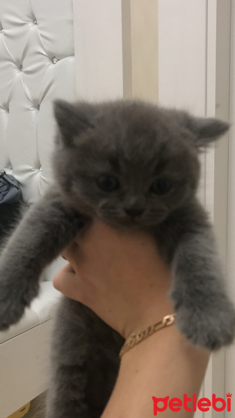 British Shorthair, Kedi  Lucky fotoğrafı