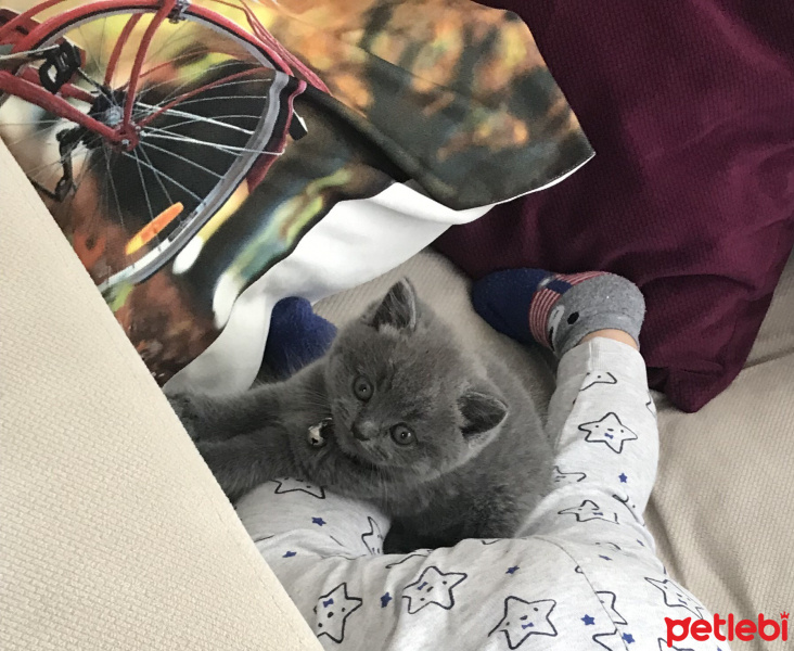 British Shorthair, Kedi  Lucky fotoğrafı