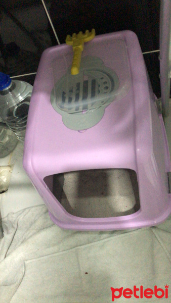 British Shorthair, Kedi  Lucky fotoğrafı