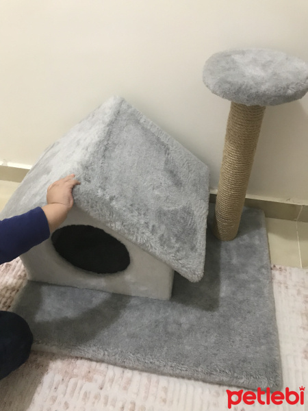 British Shorthair, Kedi  Lucky fotoğrafı