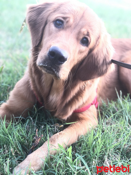Golden Retriever, Köpek  Karamel fotoğrafı