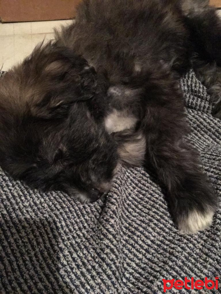Avustralya Terrier, Köpek  Lokum fotoğrafı