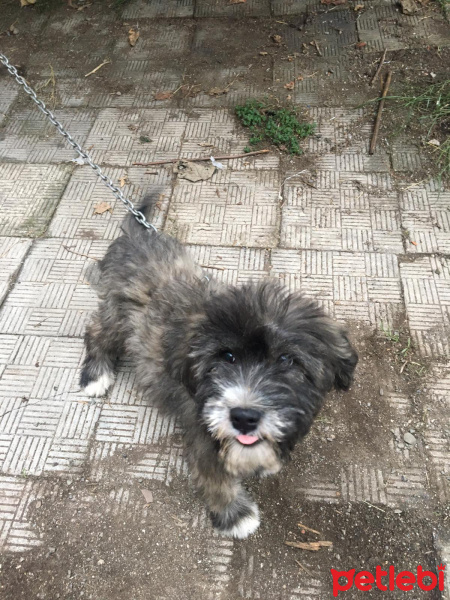Avustralya Terrier, Köpek  Lokum fotoğrafı