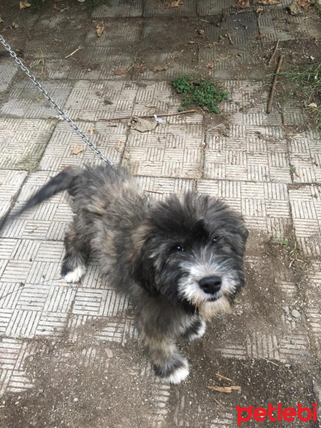 Avustralya Terrier, Köpek  Lokum fotoğrafı