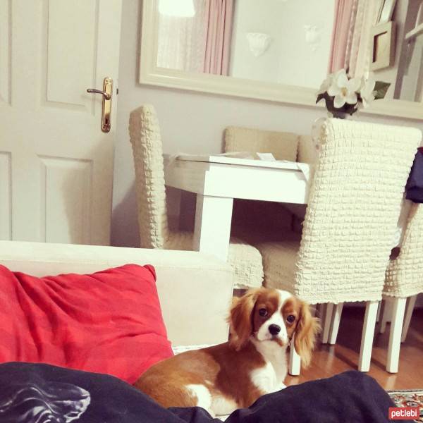 Cavalier King Charles Spanieli, Köpek  Paşa fotoğrafı