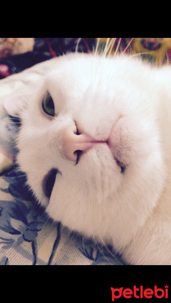 Tuxedo (Smokin) Kedi, Kedi  Badem fotoğrafı