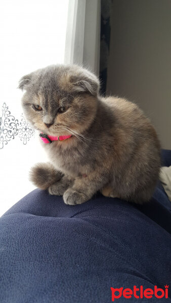 Scottish Fold, Kedi  Balım fotoğrafı