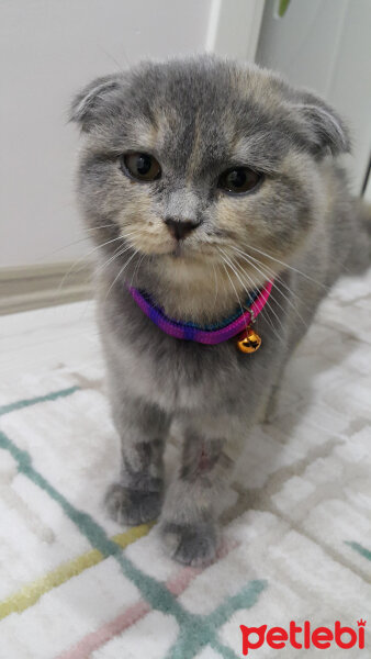 Scottish Fold, Kedi  Balım fotoğrafı