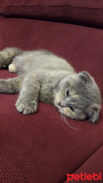 Scottish Fold, Kedi  Balım fotoğrafı