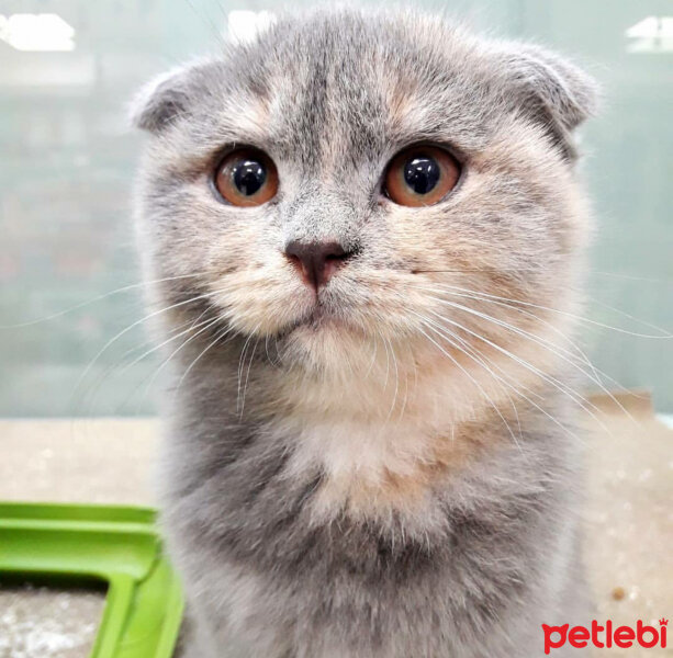 Scottish Fold, Kedi  Balım fotoğrafı