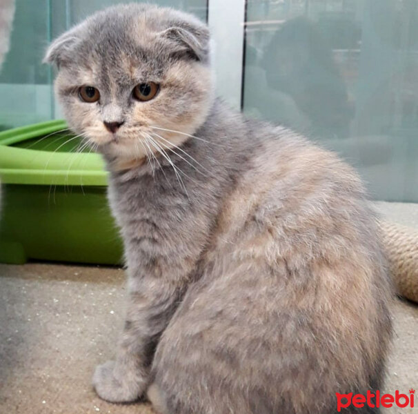 Scottish Fold, Kedi  Balım fotoğrafı