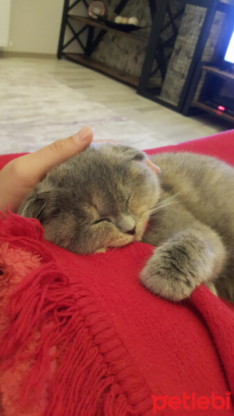 Scottish Fold, Kedi  Balım fotoğrafı