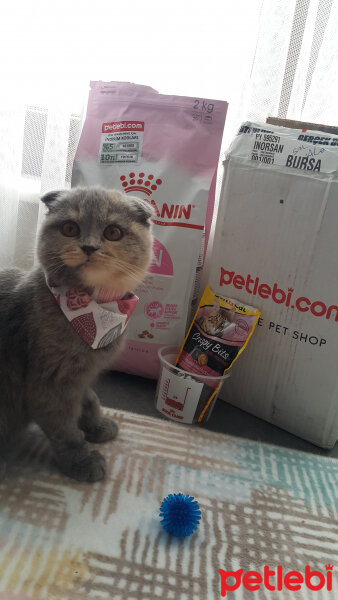 Scottish Fold, Kedi  Balım fotoğrafı