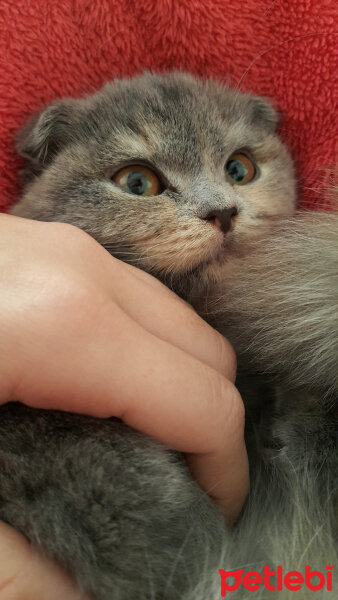 Scottish Fold, Kedi  Balım fotoğrafı