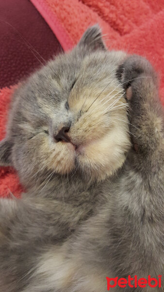 Scottish Fold, Kedi  Balım fotoğrafı