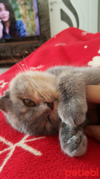 Scottish Fold, Kedi  Balım fotoğrafı