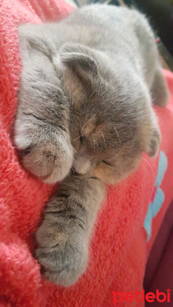 Scottish Fold, Kedi  Balım fotoğrafı