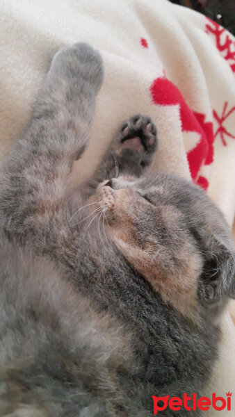 Scottish Fold, Kedi  Balım fotoğrafı