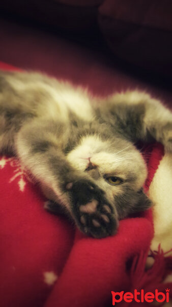 Scottish Fold, Kedi  Balım fotoğrafı