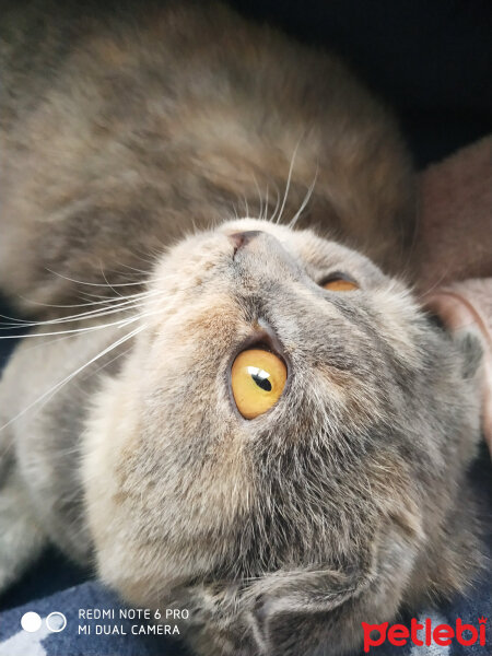 Scottish Fold, Kedi  Balım fotoğrafı