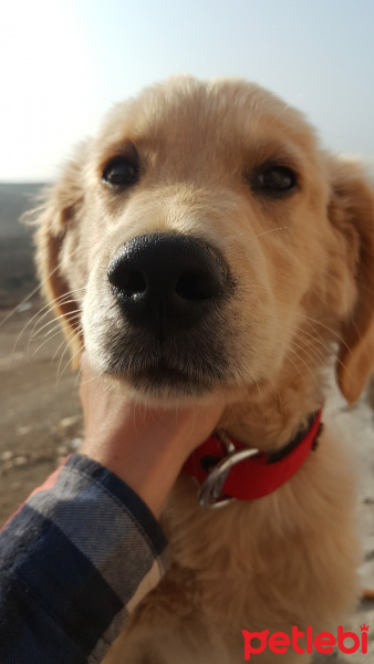 Golden Retriever, Köpek  Juno fotoğrafı