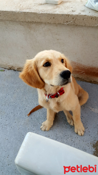 Golden Retriever, Köpek  Juno fotoğrafı