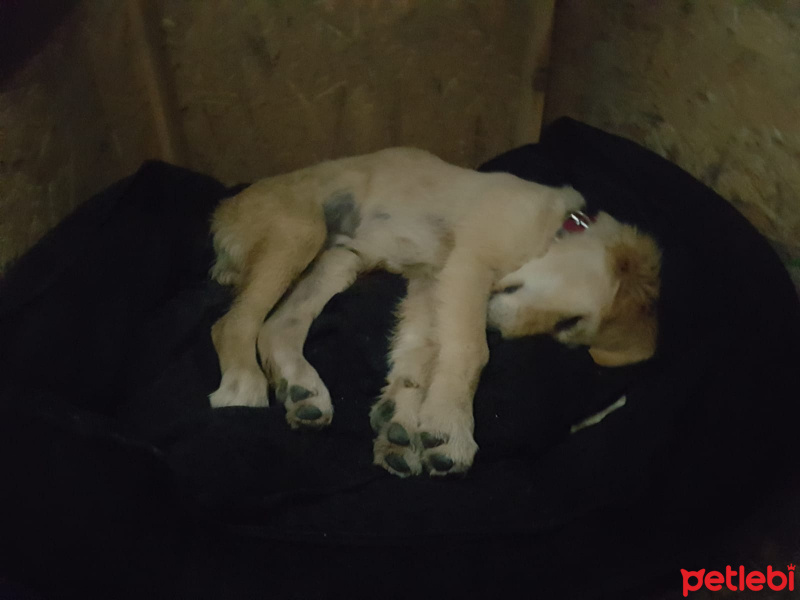 Golden Retriever, Köpek  Juno fotoğrafı